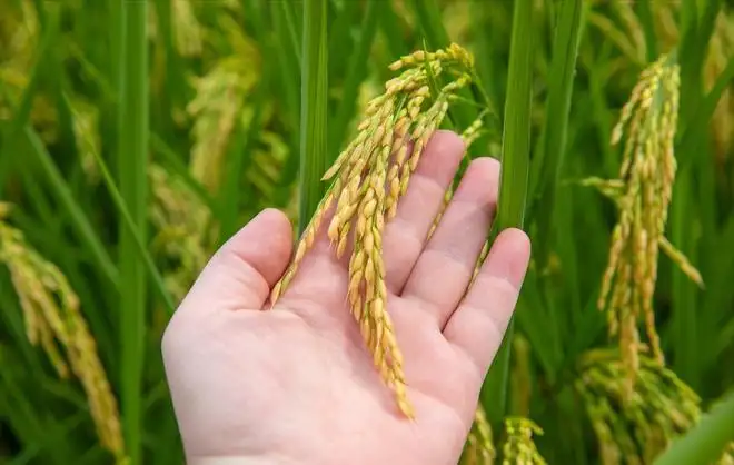 施用微生物肥料時(shí)的注意事項(xiàng)